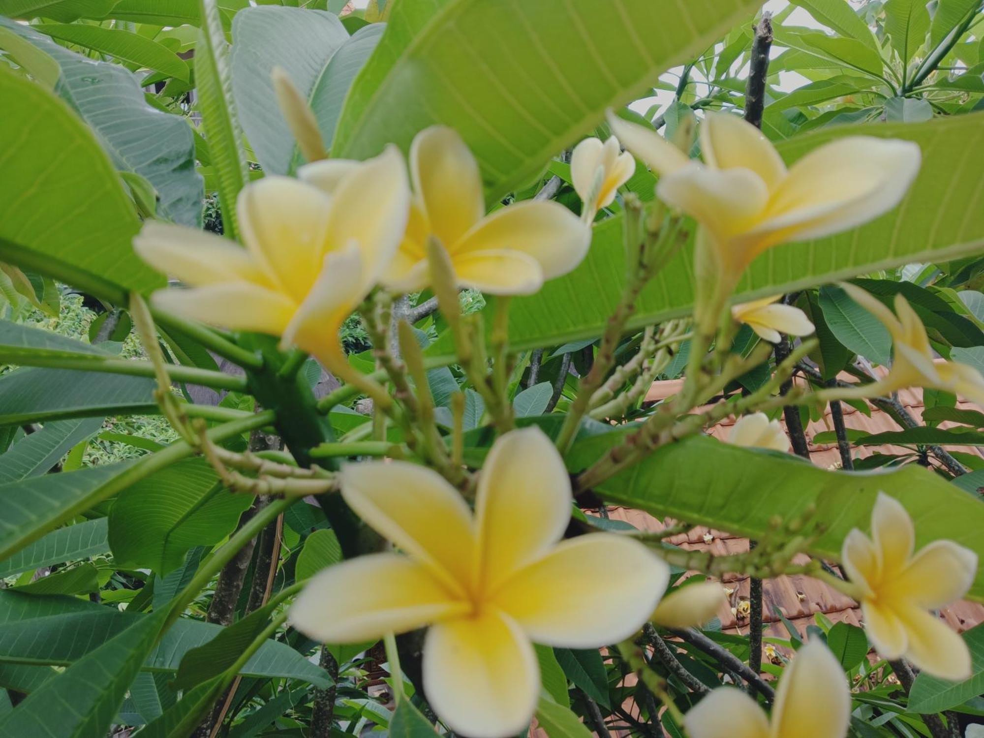 Sudana Homestay 우붓 외부 사진